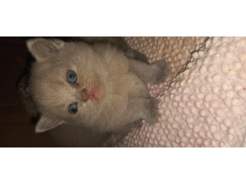 Scottish straight ve scottish fold yavrular