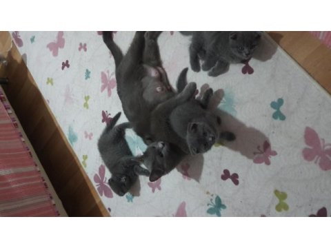Safkan scottish fold