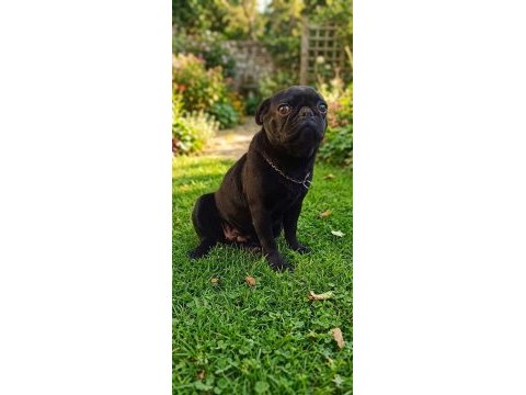 Mops siyah pug son yavru