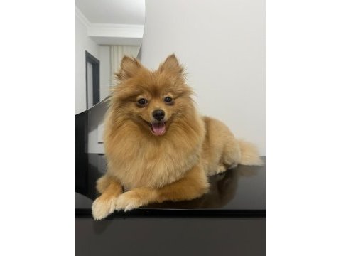 3 yaşında kısır dişi pomeranian