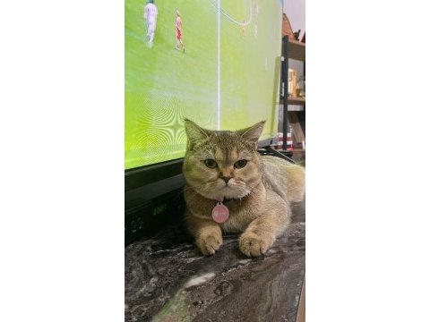 Ücretsiz british shorthair kedisi