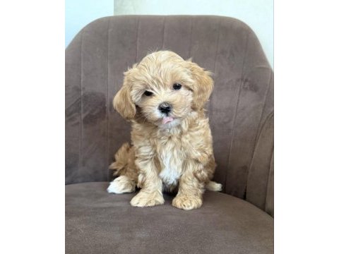 Maltipoo yavrularımız yeni evlerini bekliyor