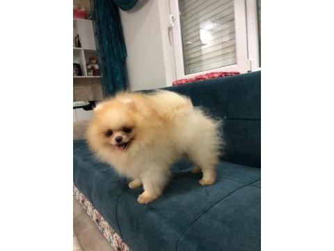 Pomeranian boo