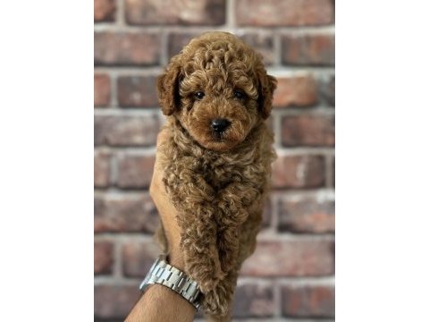 Poodle yavru güzellik