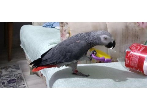 Üst düzey jako papağanı full artı full