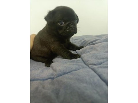 Dişi pug mops bebekler
