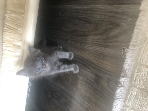 Güzel british shorthair bebişler