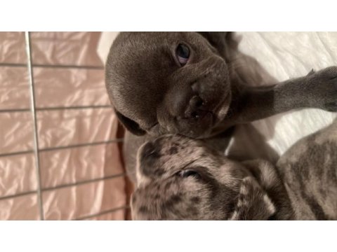 French bulldog yavrularımız