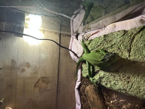 Yeşil çipli iguana
