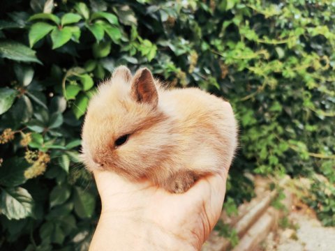 Hollanda cüce tavşan netherland dwarf