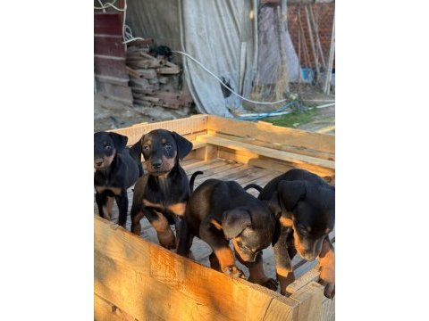 Dişi doberman yavrumuz