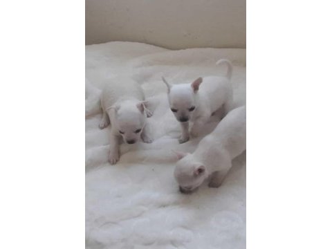 Teacup chihuahua bebeklerimiz