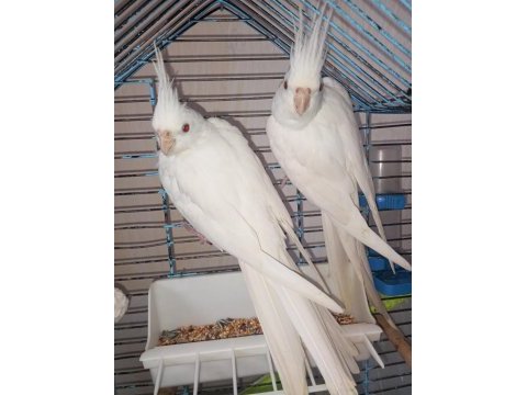 Bir çift orijinal albino kırmızı göz sultan papağanı