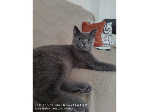 Full şecereli british shorthair blue point