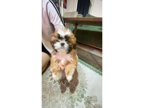 A kalite shih tzu yavrular