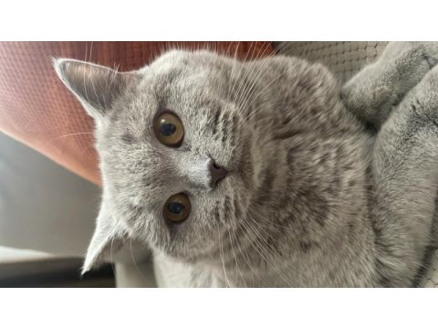 British shorthair kedimiz 1 yaşında