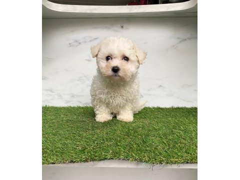A kaliteli maltese terrier yavruları