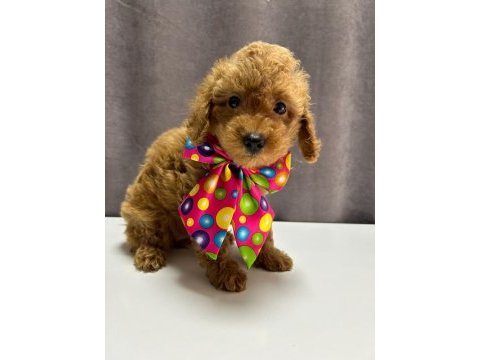 Toy poodle 1 dişi ve 1 erkek