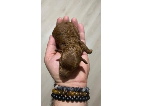 Teacup kore erkek yavrular