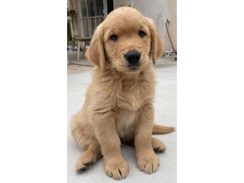 Yavru sahibi arıyor golden retriever