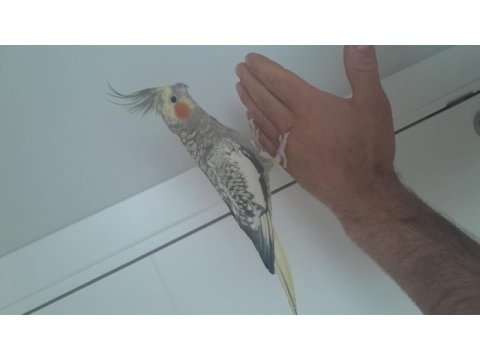 İnsan canlısı sultan papağanı