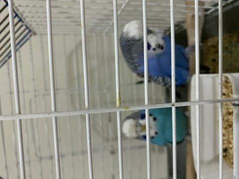 Hazır eş çift erkek jumbo dişi çek muhabbet kuşu