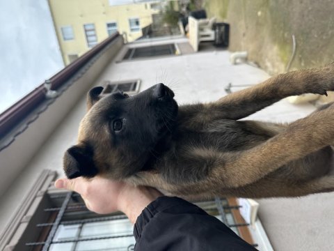 A kalite belçika malinois kurdu son erkek aşılar tam