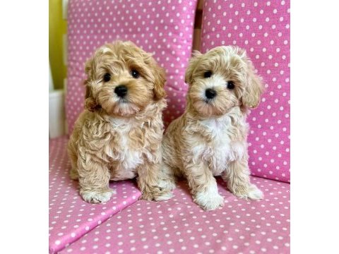 F2 maltipoo yavruları
