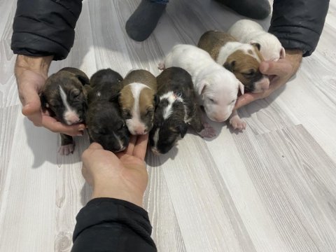 Bull terrier yavruları a şecereli
