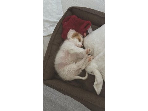 Maltipoo yavru köpeğimiz