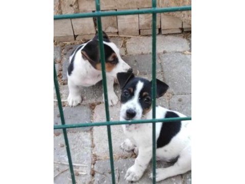 Kısa bacak saf kan jack russell yavrular
