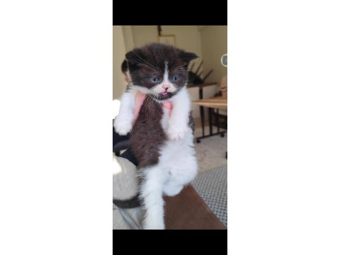 British shorthair kedisi için ulaşın