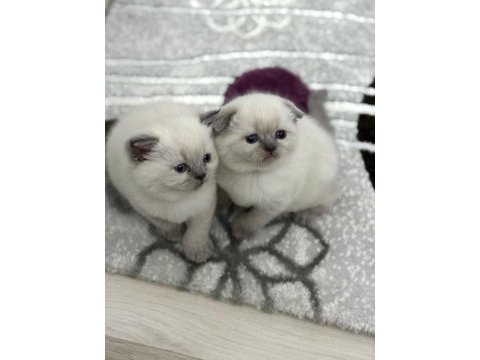 Teslime hazır british shorthair
