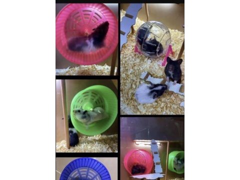 Bize ulaşın hamster adresinize gelsin