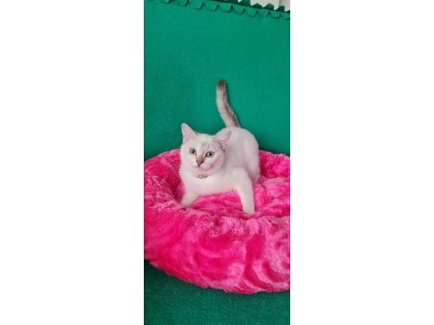Lingspoint british shorthair