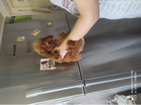 Altı aylık iki dişi kore poodle