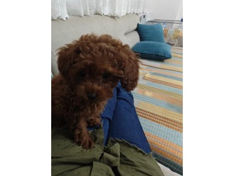 Toy poodle kore