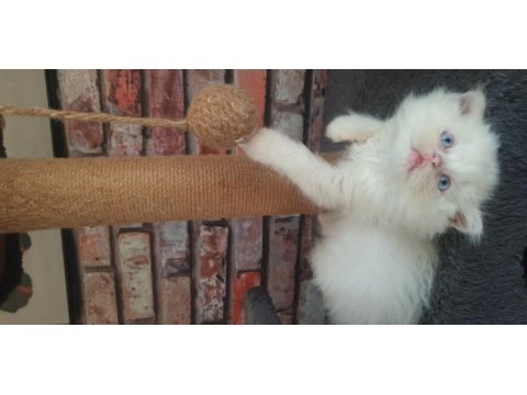 2,5 aylık british longhair erkek yavrumuz