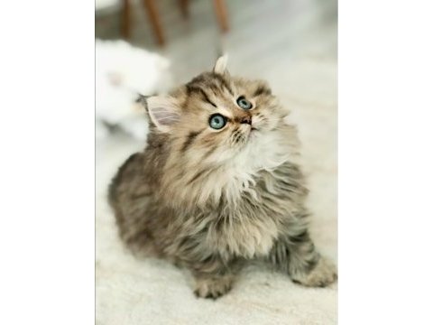British saf kan longhair
