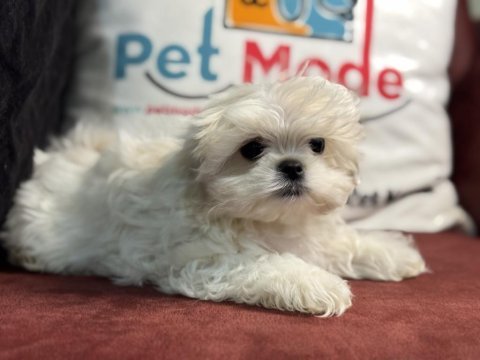 Karbeyaz kore kan maltese yavrularımız