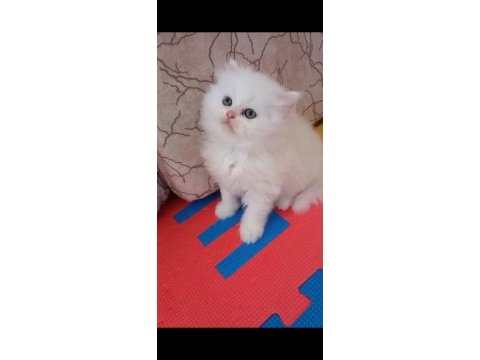 British shorthair erkek