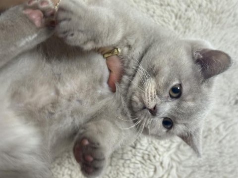 Safkan british shorthair lilac yavru