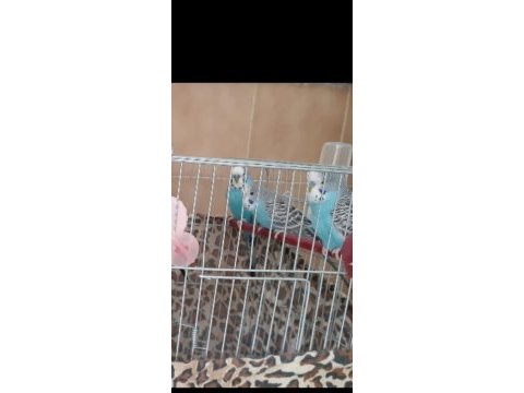 10 adet muhabbet kuşu