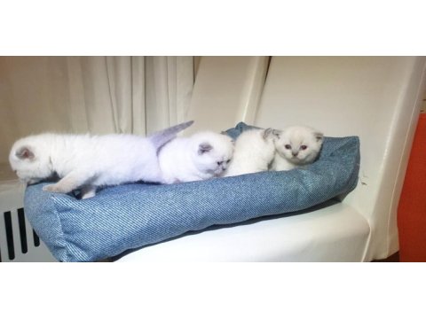 Scottish fold yavrular