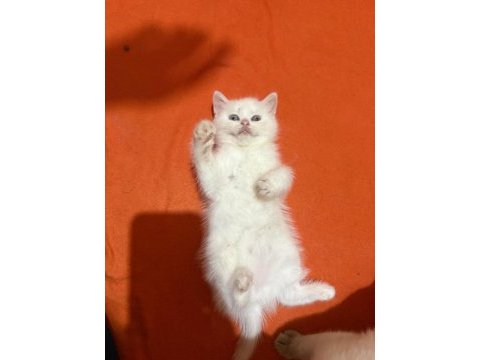 Dünya güzeli british shorthair bebeklerim