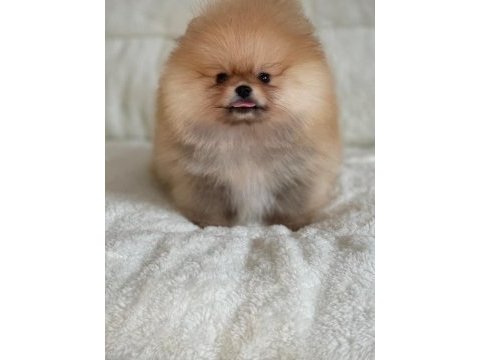 Mükemmel ayıcık surat boo pomeranian