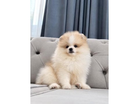 Erkek pomeranian boo party colour