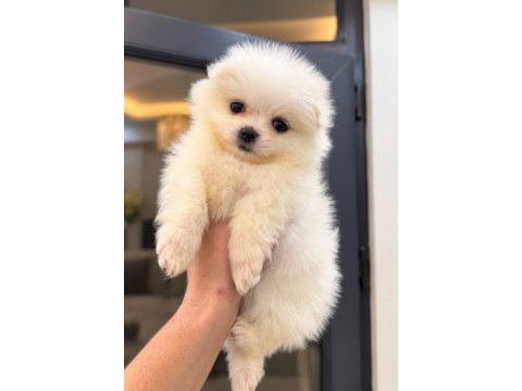 Pomeranian boo 