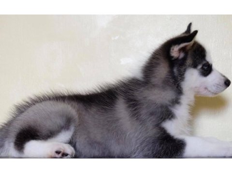 Husky sibirya yavruları