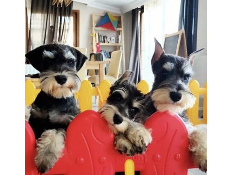 Fcı secereli schnauzer yavruları